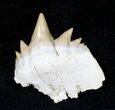 Two Symphyseal Cow Shark (Notorynchus) Teeth #20426-1
